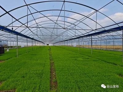 奮戰百千萬工程 | 臺山 農業生產托管為糧食安全注入新動能